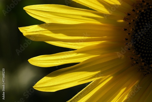 Sunflower  Helianthus annuus  detail  Bad Woerishofen  Lower Allgaeu  Bavaria  Germany  Europe