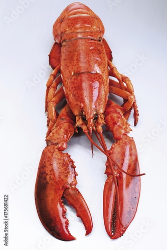 A whole boiled lobster photo