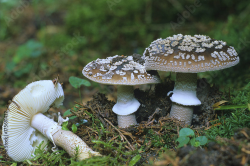 Grey spotted amanita (Amanita excelsa)