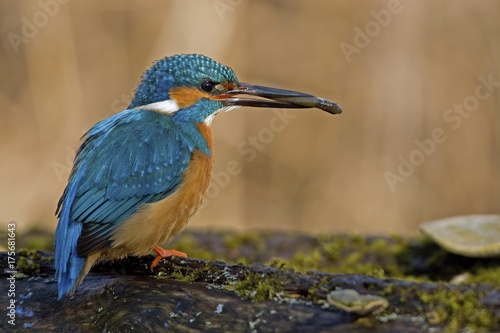European Kingfisher (Alcedo atthis) © imageBROKER