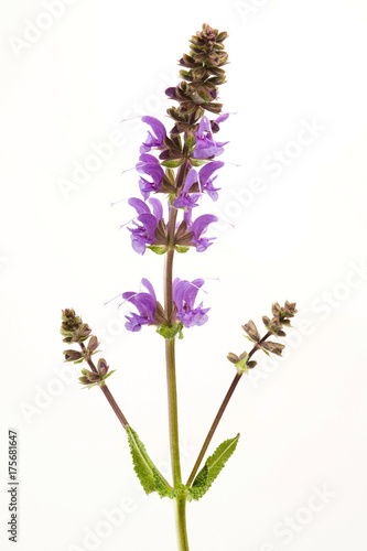 Meadow Clary  Salvia pratensis 