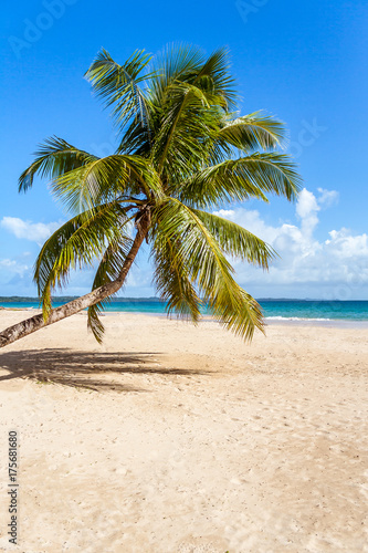 Coconut palm tree © Pierre-Yves Babelon