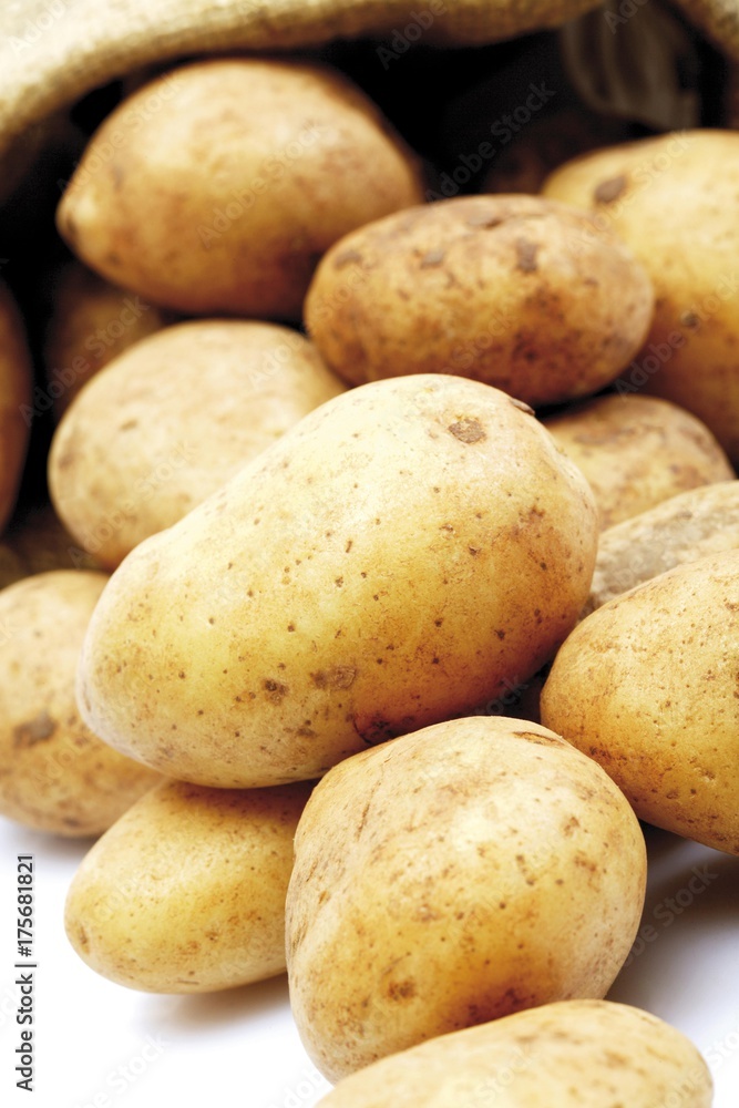 Potatoes, Filea breed Potatoes, Filea breed