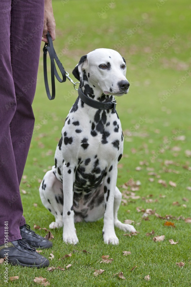 custom made wallpaper toronto digitalDalmatian sitting next to owner