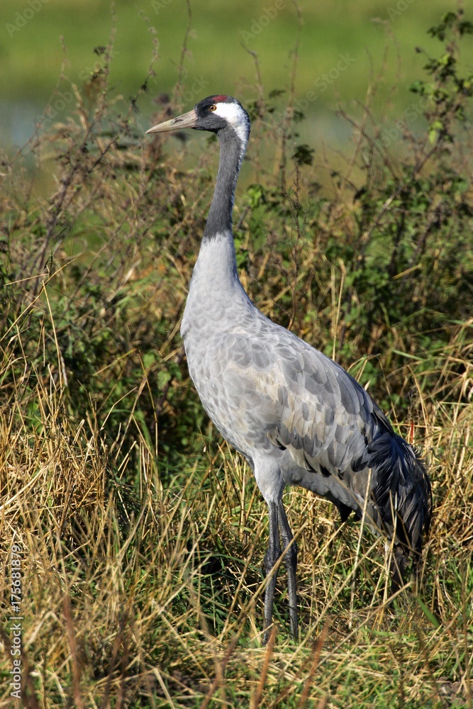 Naklejka premium Common crane (Grus grus) - Vorpommersche Boddenlandschaft, Mecklenburg-Western Pomerania, Germany, Europe,, Europe