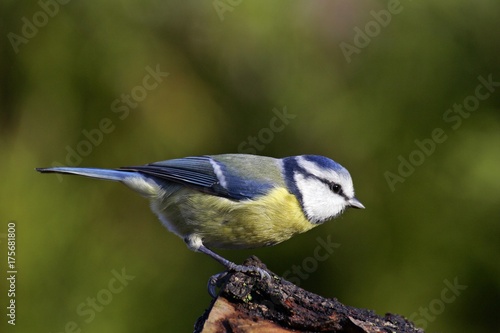 Blue tit - tits - nun - tomtit (Parus caeruleus) (Cyanistes caeruleus) © imageBROKER
