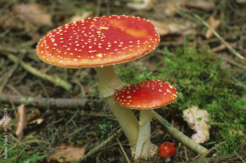 Fly agarics