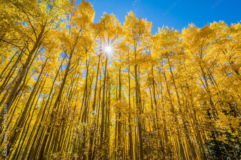 Naklejka premium Las Narodowy Santa Fe