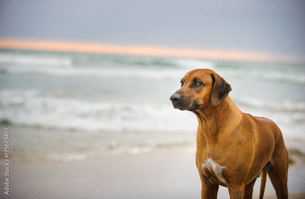 Rhodesian Ridgeback dog outdoor portrait on beach at sunset
