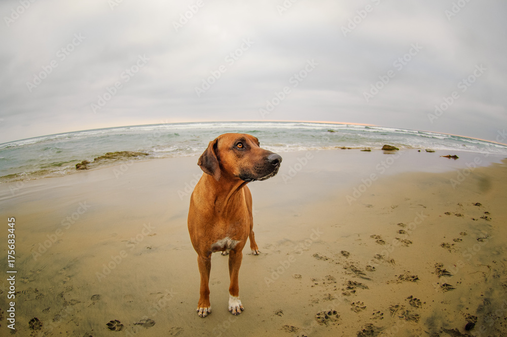 Rhodesian Ridgeback dog outdoor portrait standing on ocean beach