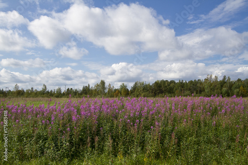 Panorama fiorito finlandese