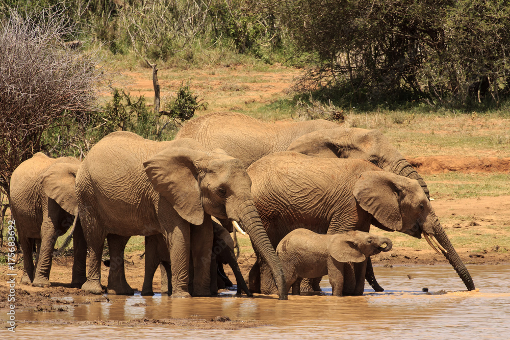 Fototapeta premium African Elephants