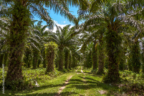Obraz na plátně Oil palm plantation