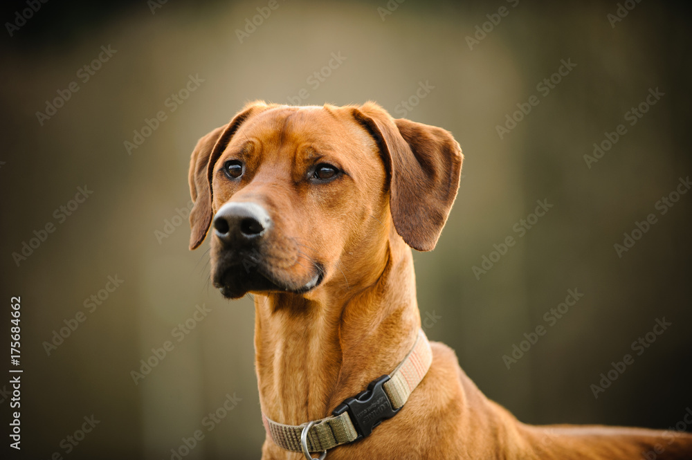 Rhodesian Ridgeback dog outdoor portrait