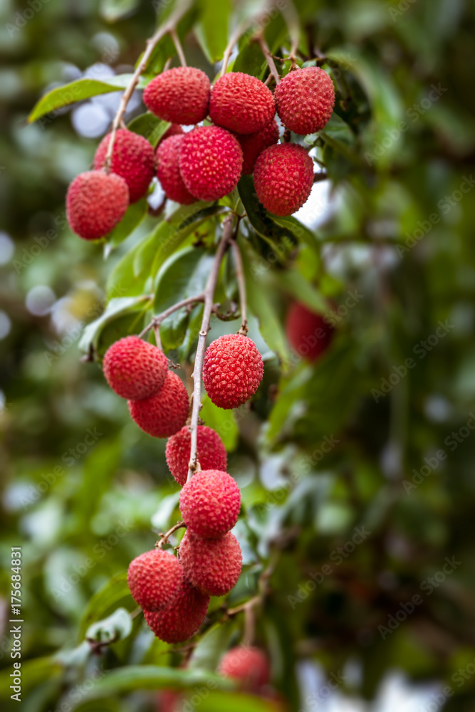 Lychees on tree Lychees on tree