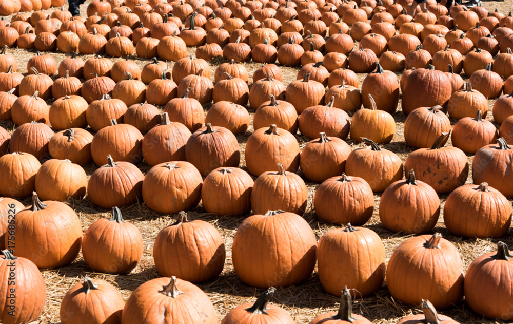 Obraz premium pumpkis, food, orange, 