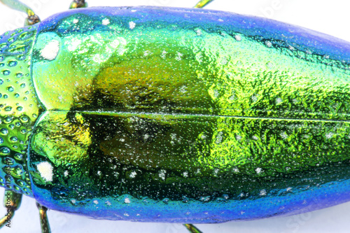 Close up Jewel beetle or Metallic wood-boring beetle in Southeast Asia.