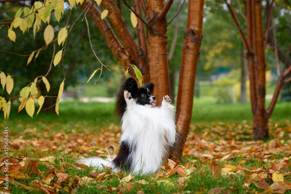 Fototapeta premium papillon