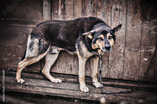 Chain dog in the old rural hut.