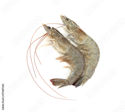 Shrimp. Isolated on white background. 