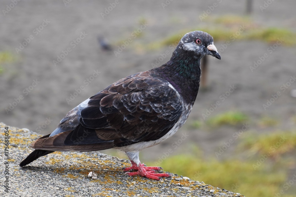 Fototapeta premium ハト