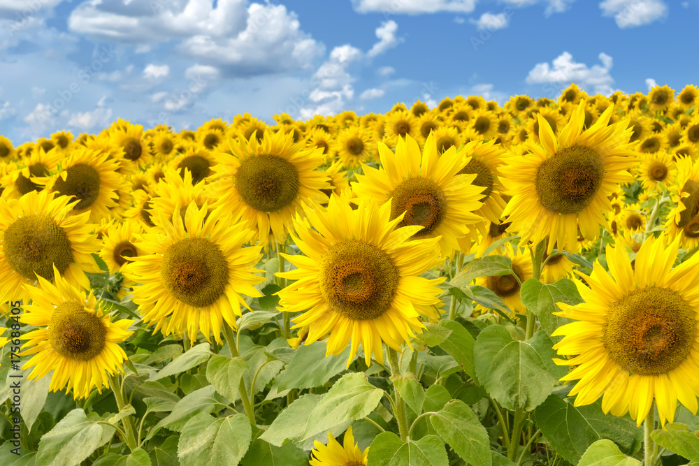 Summertime Sunflower Field