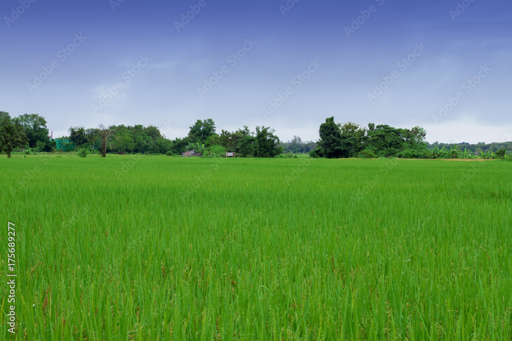 Fototapeta premium Mountain and Field effect blue color on sky.