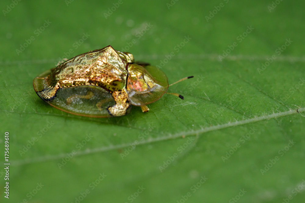 Fototapeta premium Image of gold turtle beetle or escarabajo tortuga de oro(Escarabajo tortuga) on green leaves. Insect Animal