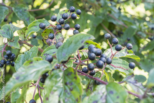 Black berries in detail with green leaves.
