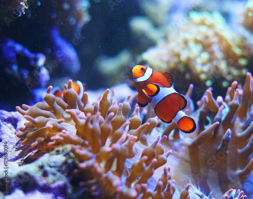 red clownfish in the coral reef