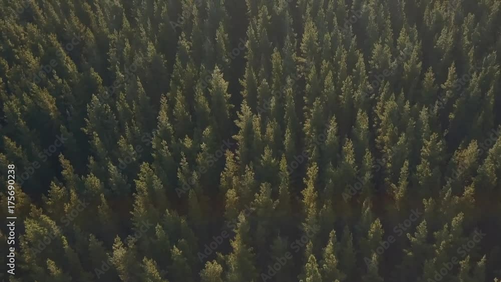 A flight over dense pine forest A flight over dense pine forest