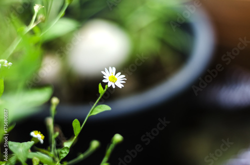 White grass flower in the garden.