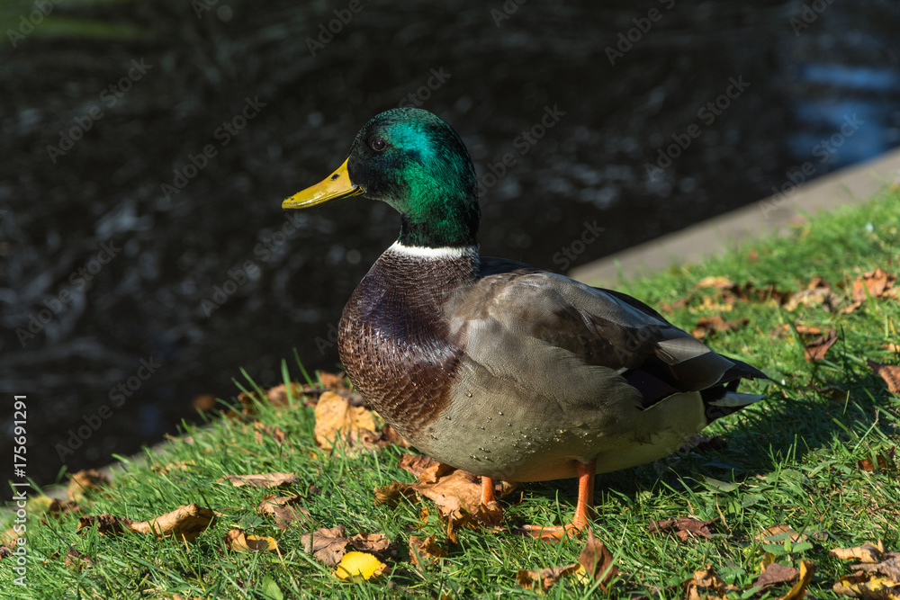 Obraz premium Duck on green grass with yellow leaves.
