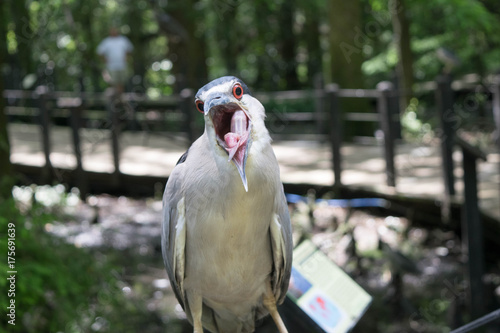 Obraz na plátne Bird with open mouth