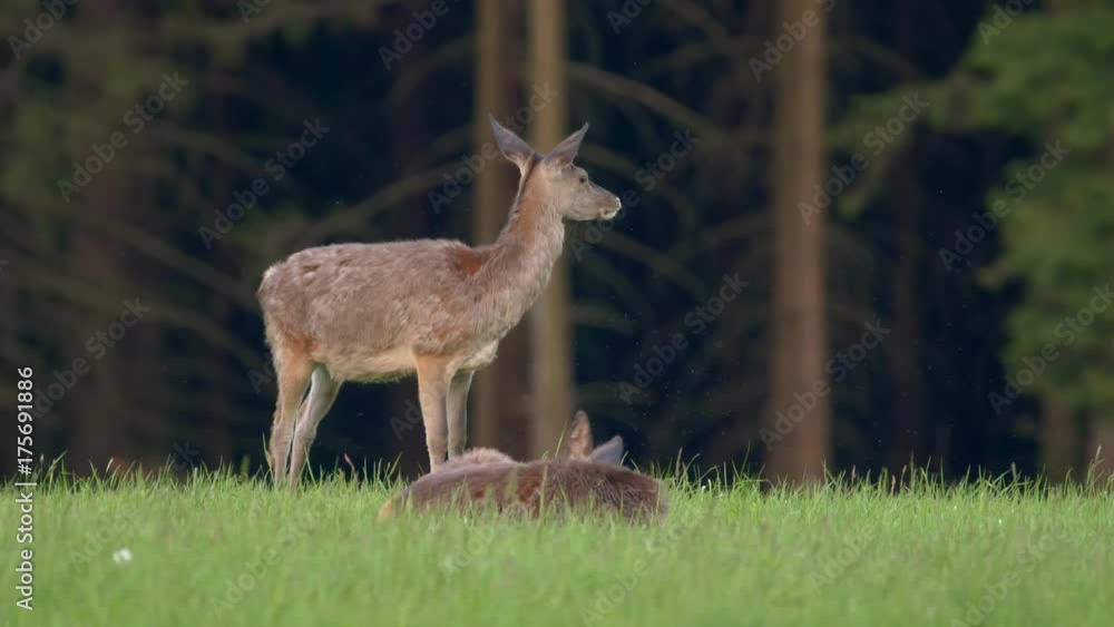 Red deer (Cervus elaphus) feeding on grass Red deer (Cervus elaphus) feeding on grass