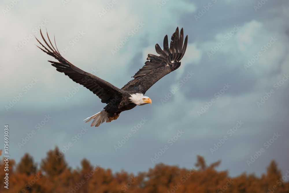 Weißkopfseeadler When the Eagle fly Weißkopfseeadler When the Eagle fly