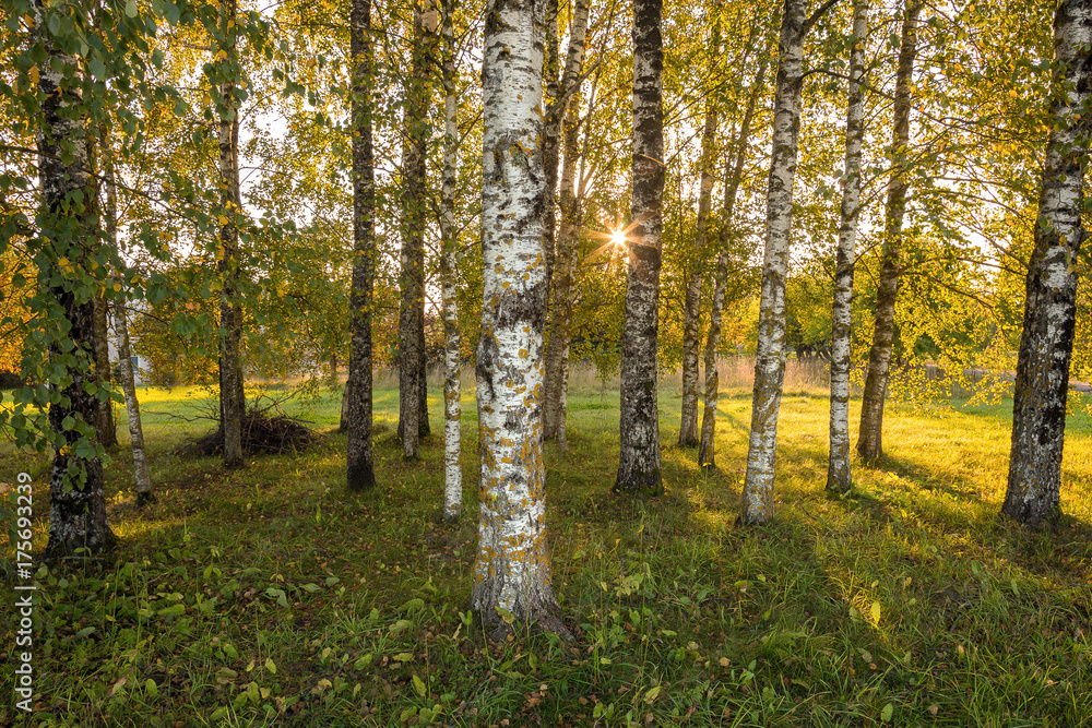 Fototapeta premium The sun shines through the birch wood in the fall