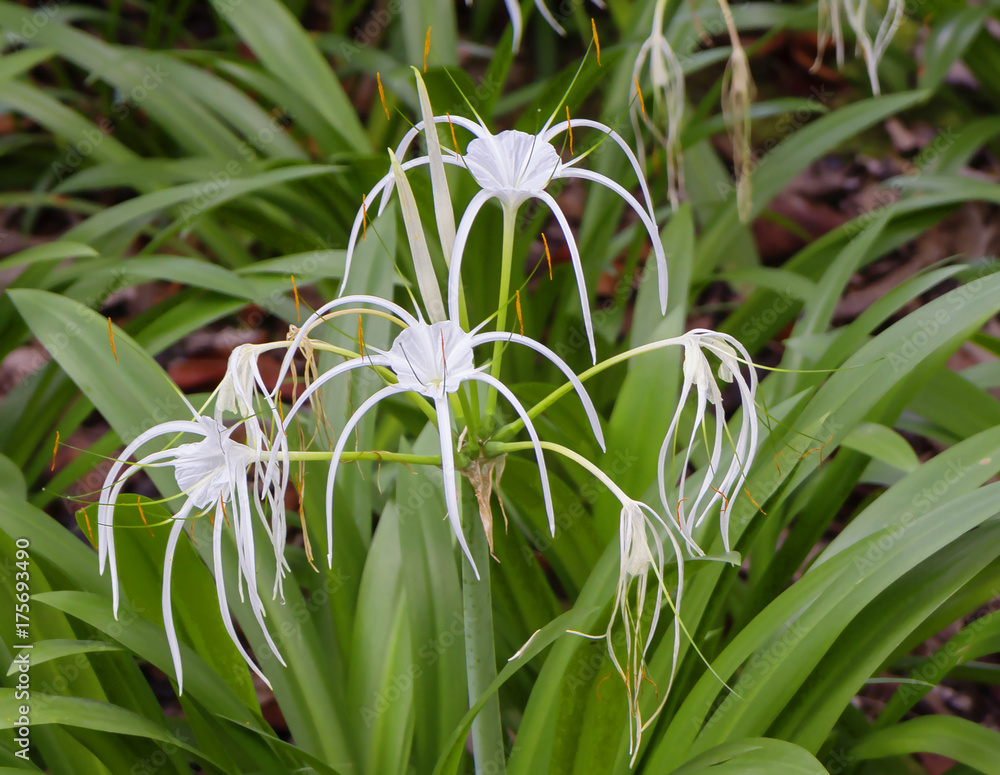 Obraz premium Орхидея белая