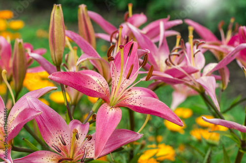 Fototapeta Naklejka Na Ścianę i Meble -  pink lily blossom in garden in summer
