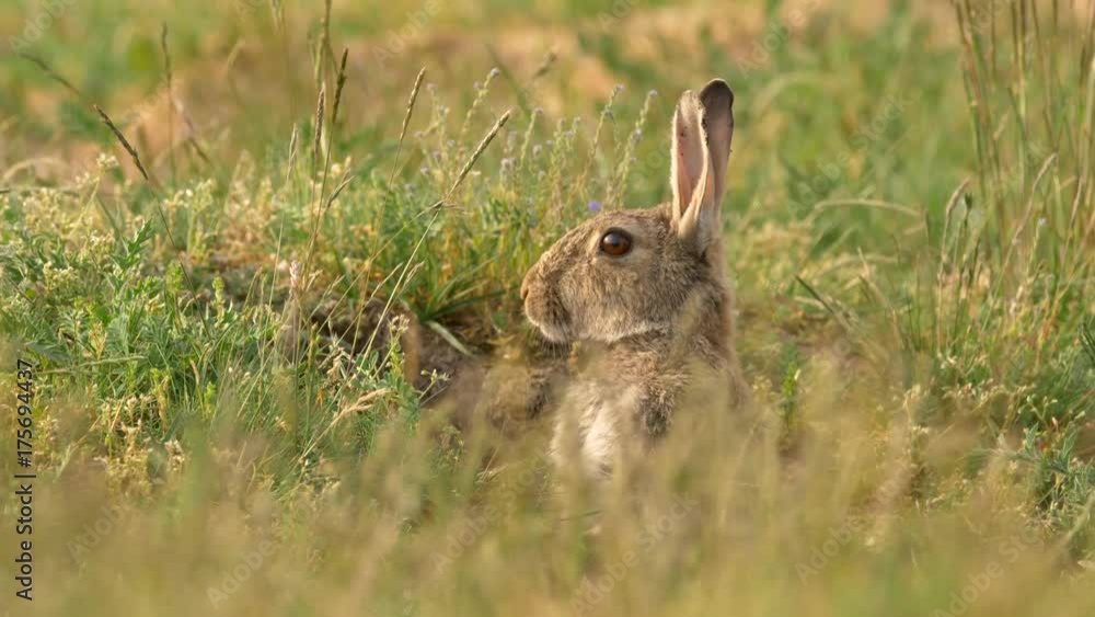 Wild european rabbit (Oryctolagus cuniculus) in meadow