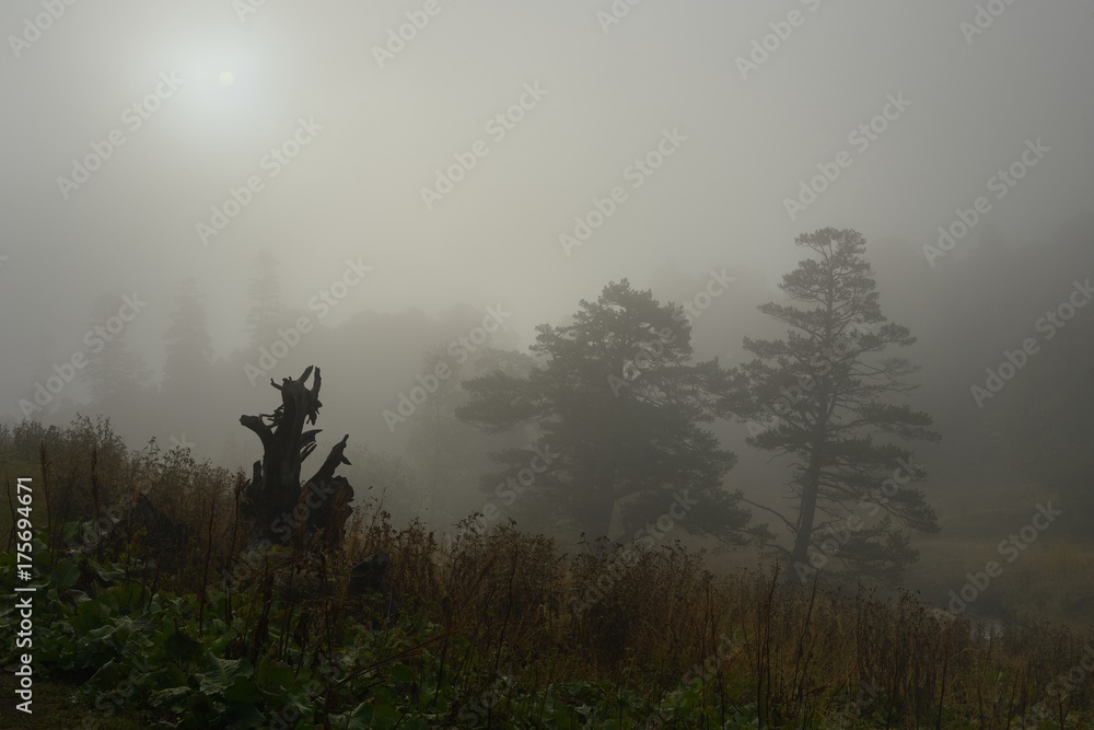 Fototapeta premium Foggy morning