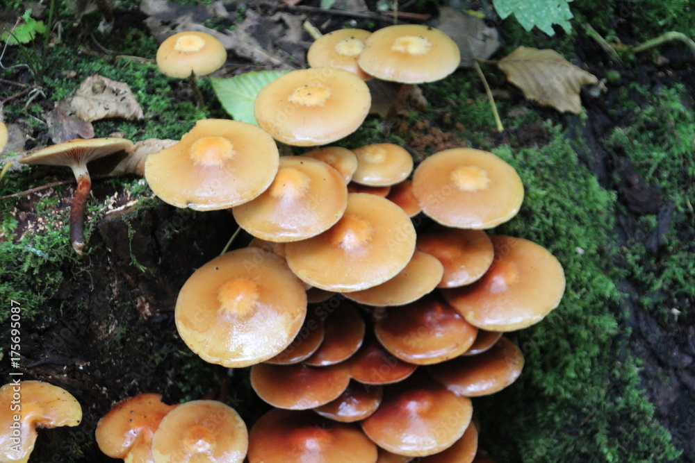Mushrooms in a dutch forest during autumn Mushrooms in a dutch forest during autumn