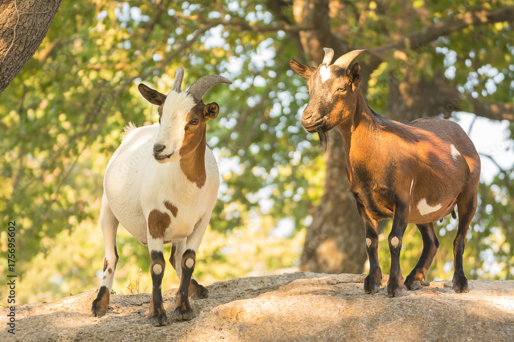 Goats with brown and white mantle on the rock