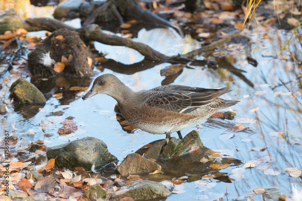 Eurasian wigeon (Anas penelope) Eurasian wigeon (Anas penelope)