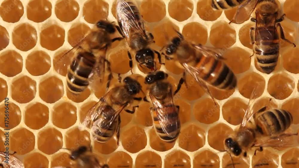 Young bees convert nectar into honey Stock Video Adobe Stock