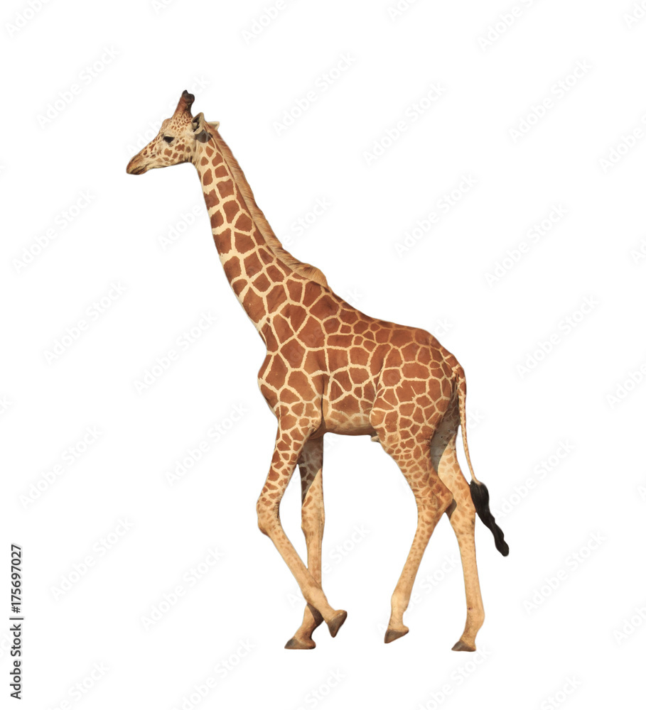 Reticulated Giraffe isolated on white background