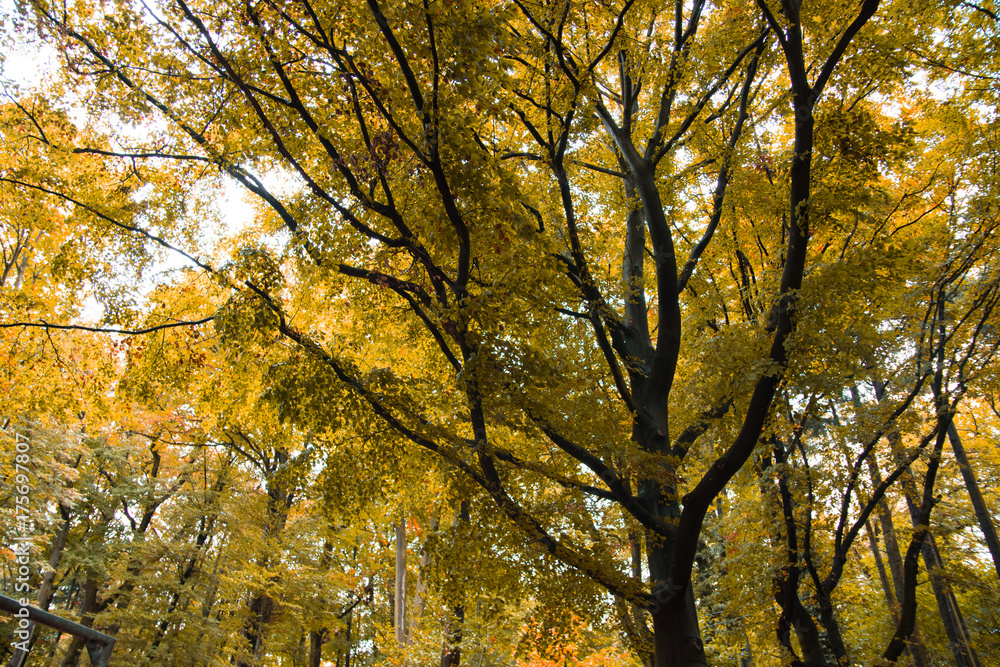 Obraz premium Baum Hintergrund gelb Herbst