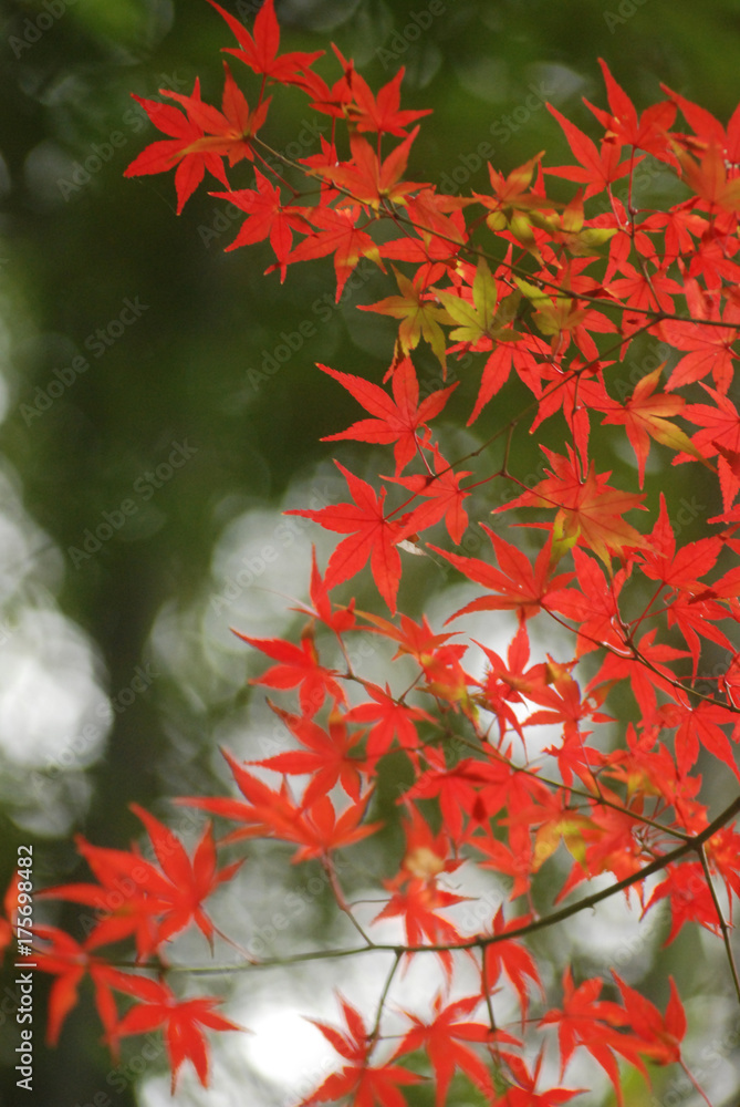 紅葉