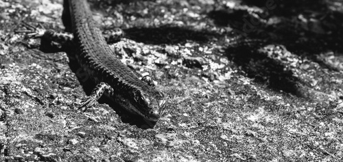 Small lizard, black and white