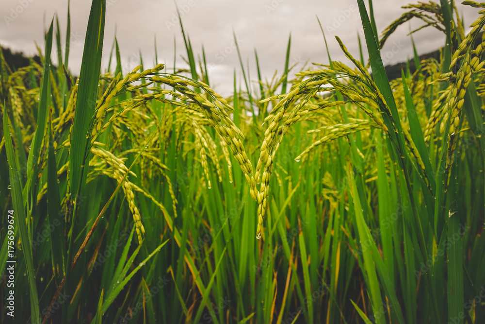 Obraz premium Paddy rice bend it together